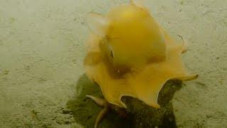 Adorable Flapjack Octopus  Nautilus Live