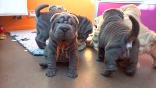 sharpei puppies playing 6 weeks part 2