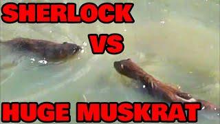 Sherlock Catches A HUGE Muskrat