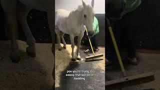 Mom Is Trying To Sweep Bedding But The Horse Refuses To Move