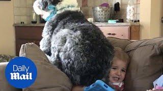 Hilarious moment dog sits on little boys face