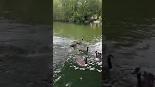 Goose in Caversham River Park UK