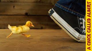 How To Make a Duckling Follow You  Busting Myths