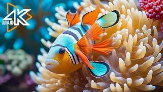 Enchanting Aquatic Life 4K ULTRA HD  Beautiful Coral Reef Fish - Relaxing Sleep Meditation Music