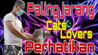 Cara mengobati kucing setelah masa birahi #kucing  #how to treat cats in indonesian