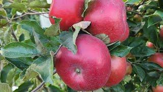 Сорт яблуні АйдаредЩорічний урожай