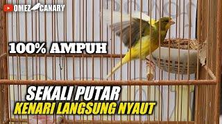 PANCINGAN KENARI MACET‼️SUARA KENARI BETINA BIRAHI