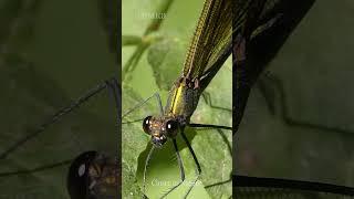 Стрекоза Красотка-Девушка  Beautiful demoiselle