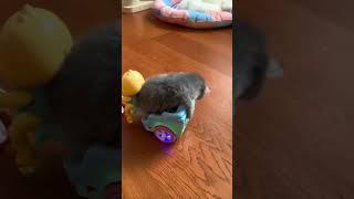 Cruising In Style Too Adorable To Handle ️ #animallovers #shorts #funny #comedy