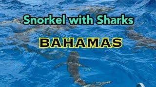 Snorkel with Sharks in Bahamas  ดำน้ำส่องปลาฉลามระยะใกล้มาก