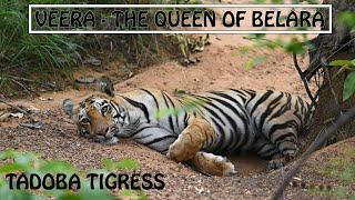 Veera Tigress  Queen of Belara  Tadoba Tiger Video  International Tiger Day  Discover Wild India
