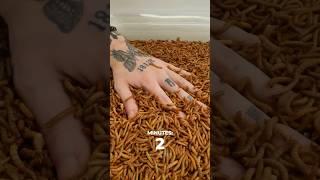 Hand vs Mealworms Timelapse