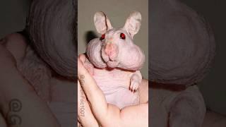 Cute or Creepy? Animals Without Their Fur  #shorts #viral