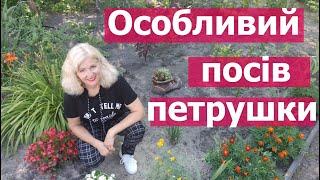 Як сіяти петрушку щоб швидко зійшла\ Посадка петрушки у відкритий ґрунт.