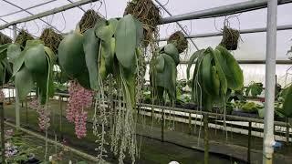 HUGE  Phalaenopsis gigantea tour at Krull Smith greenhouse