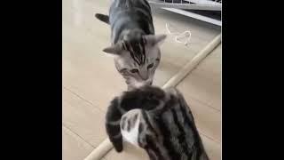 Funniest Cats-Dont try to stop laugh-Pet lover