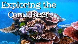 Exploring the Coral Reef Learn about Oceans for Kids - FreeSchool