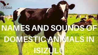 IsiZulu  Names of Domestic Animals in IsiZulu  By Motale Matakalatse
