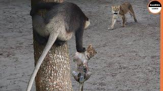 Baboons Specialize At Stealing Lion Babies