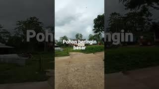 Pohon beringin besar