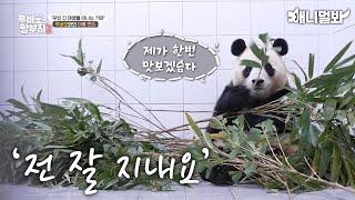 Update on Fu Bao Our lovely Panda 