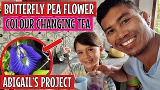 We made tea from Butterfly pea flower