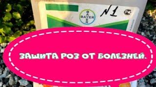 Защита роз от болезней.. Питомник растений Е. Иващенко