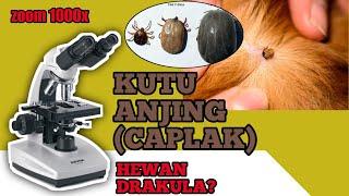 ZOOM KUTU ANJING ‼️DENGAN MIKROSKOP