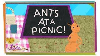 How Do Ants Find Food?  Animal Science for Kids