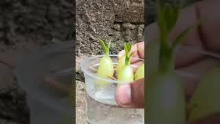 Simple method propagate grape tree with water  how to grow grape tree at home