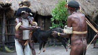 Pig slaughter by Dani tribesmen - Baliem Valley Papua province island of New Guinea