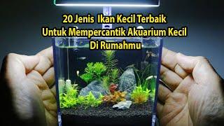 20 Jenis Ikan Hias Kecil yang cocok Buat Aquarium Kecil