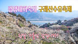 광양매화마을구례 산수유마을 3월13일 상황 정말 가도 좋은가요?교통 주차 그리고 현재 상황까지 #광양매화마을 #광양매화축제 #구례산수유축제