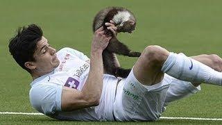 Pine marten invades football pitch and bites player