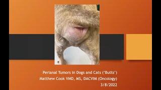 Butts and Bladders A brief foray through urogenital and perianal tumors in dogs and cats