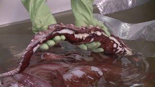 Colossal Squid Examination Highlights