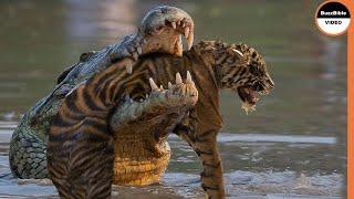 Baby Tiger is Todays Dinner For a Crocodile