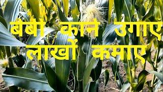 BABY CORN CULTIVATION  A TO Z  COMPLETE GUIDE