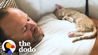 Kitten Becomes Completely Obsessed with His Dad  The Dodo Cat Crazy