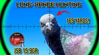 Long-Range Airgun Hunting with 15.9gr JSB Pellets  FX DRS Classic  Walnut  Airgun Pest Control