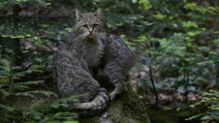 European wildcat sitting on a rock with kittens playing nearby Germany.