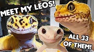 MEET ALL MY LEOPARD GECKOS