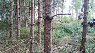 what the forest looks like before and after thinning