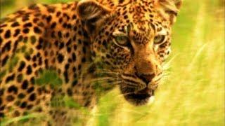 A Leopards Cruel Kill