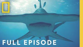 Finding the Worlds Biggest Hammerhead Shark Full Episode  Worlds Biggest Hammerhead