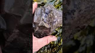 Rock from the sea crammed with Ammonite Fossils  #fossilhunting #fossils #shorts #coast #rock #sea