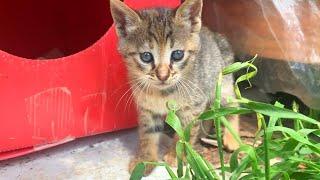 Kitten living on the street is very happy to see me super cute