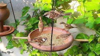 Sparrow Chirping Sound  Sparrow Birds Eating Food & Chirping