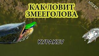 Атаки Змееголова Кураксу Рыбалка на Змея Рыбалка в Талдыкоргане Дикая МОЯ Рыбалка микс кз