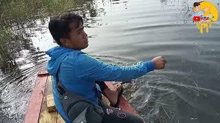 mancing ikan lalawak balar terbaru  2022  ikan lalawak besar